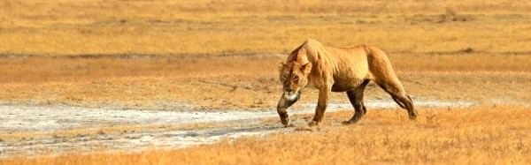 Tanzanian lion seen prowling the field 