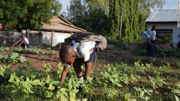 6 year old Joseph picks plants at Mbuyuni school garden in Dar es Salaam, Tanzania.