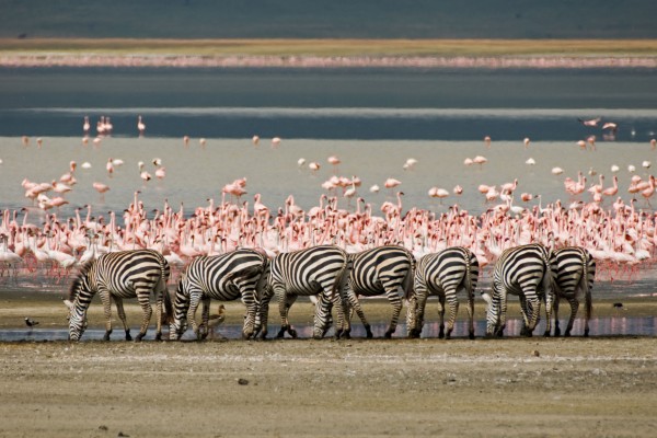 Tanzania's Marvels - Scenery with zebras herding and flamingos standing in water