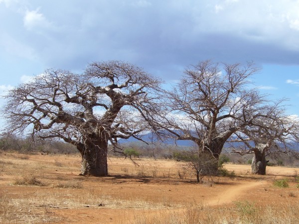 Baobab Tree