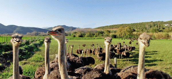 Oudtshoorn ostrich farm