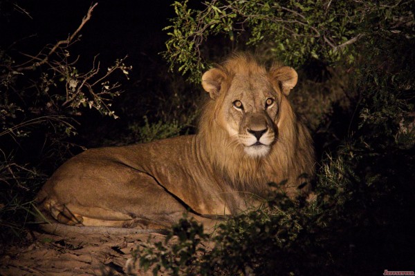 The Vuyani Safari Lodge