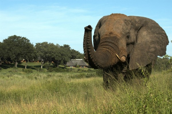 The Vuyani Safari Lodge