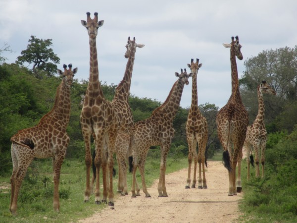 The Vuyani Safari Lodge