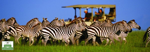 Zebras, Cape Town