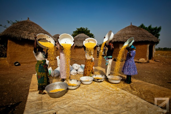 Maize Harvest in Duko Village, near Tamale, Northern Region of Ghana