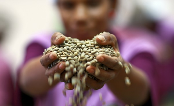 ccf factory on coffee in dili. photo by Martine Perret/UNMIT 10 July 2009