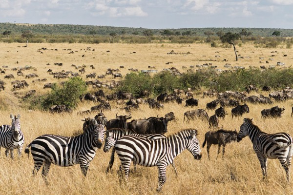 Masai Mara