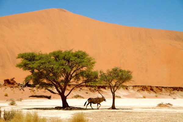 oryx-namibia-sossuvlei