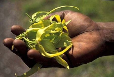 Comoros ylang-ylang oil flower