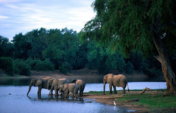 Zimbabwe Mana Pools National Park