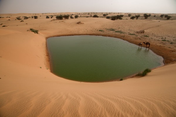 Camels drinking in the Sahara in Mauritania