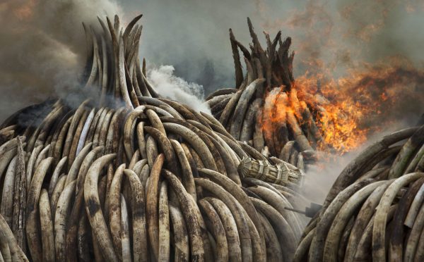 tusks burning kenya