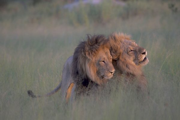 maned female lions