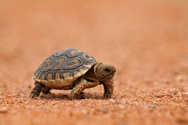 leopard tortoise