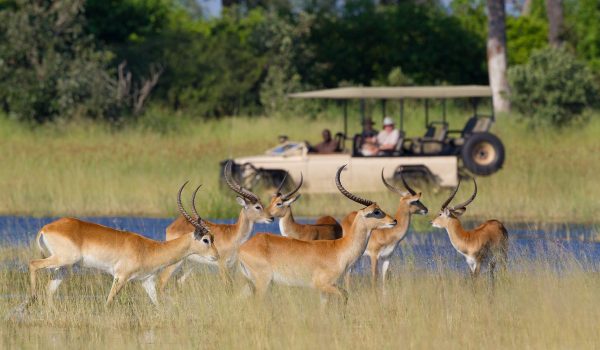 safari botswana